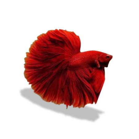 Halfmoon Super Red