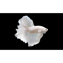 Halfmoon Full White