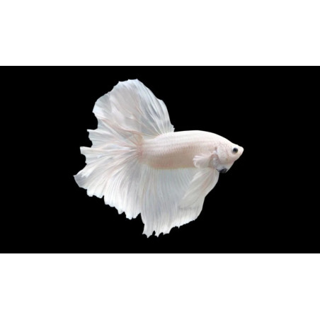 Halfmoon Full White