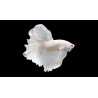 Halfmoon Full White