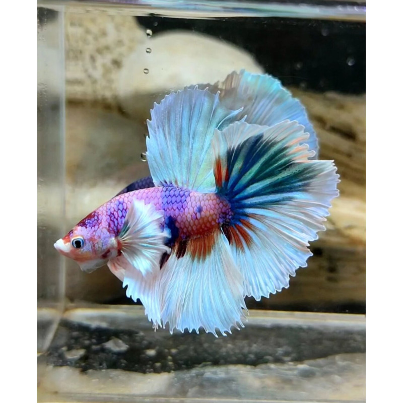 Dumbo Ear MultiColor