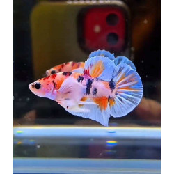 Dumbo Ear Pastel Multicolor