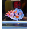 Dumbo Ear Pastel Multicolor