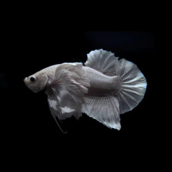 Dumbo Ear Premium White