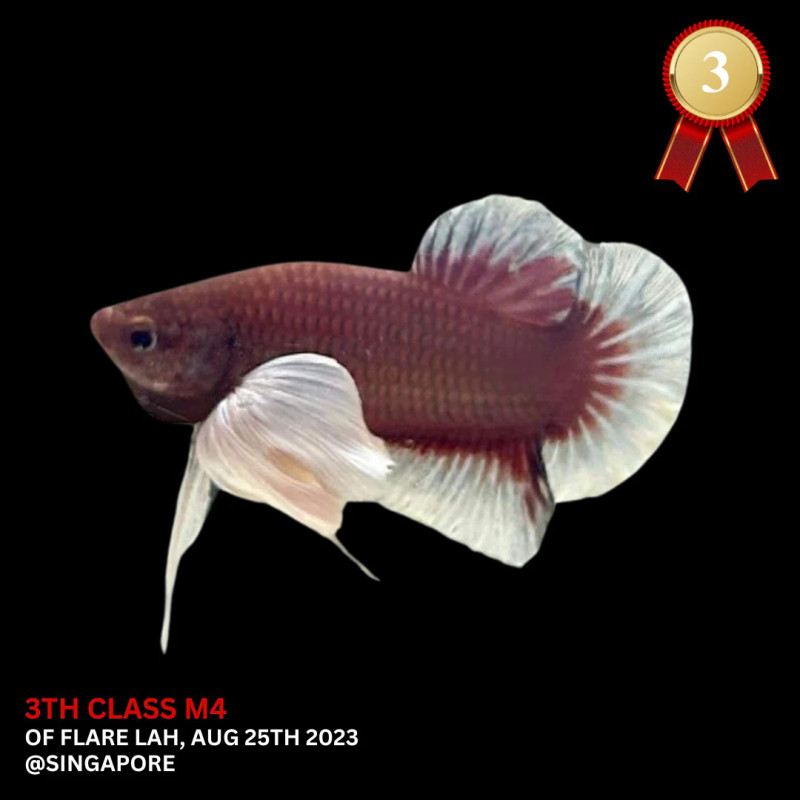 Dumbo Ear Ruby Red (Ex Podium)