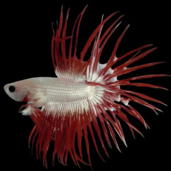 Crowntail Red Dragon