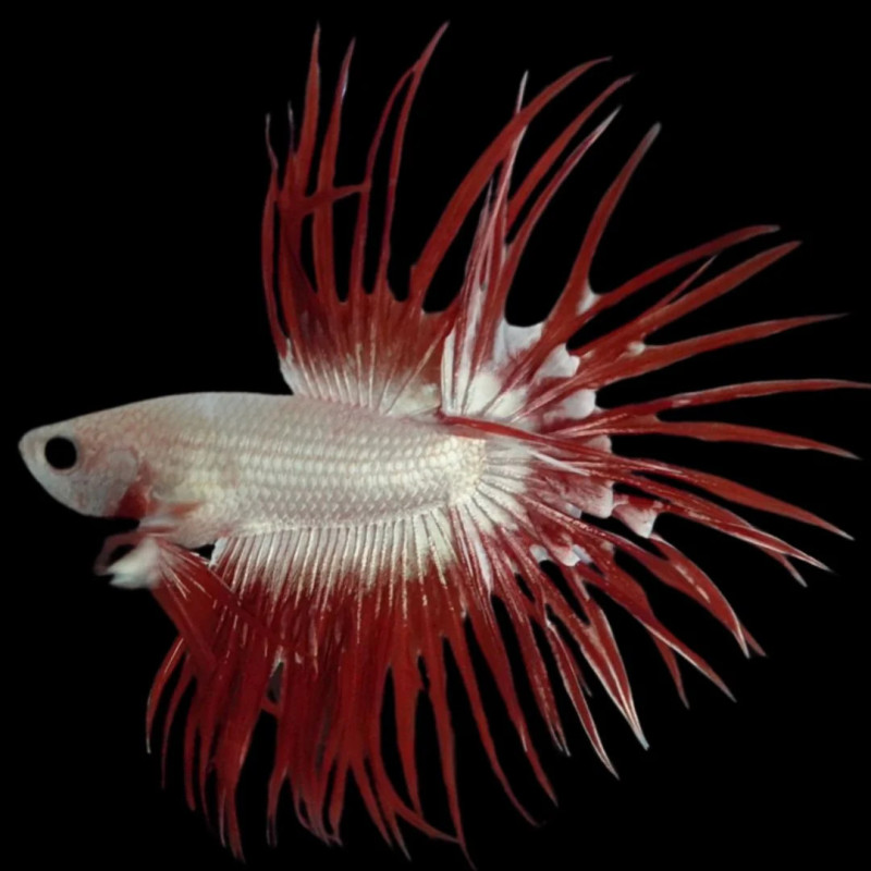 Crowntail Red Dragon