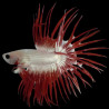 Crowntail Red Dragon