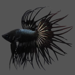 Crowntail Venom