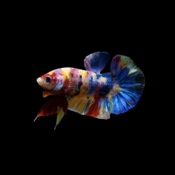 Plakat KOI Candy