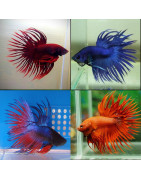 CrownTail